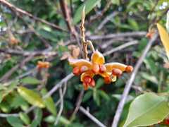 Pittosporaceae