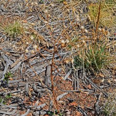 Dieteria bigelovii