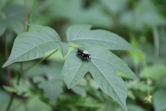 Laphria flavicollis