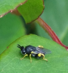 Brachymeria tibialis