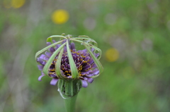 Tragopogon porrifolius porrifolius