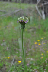 Tragopogon porrifolius porrifolius
