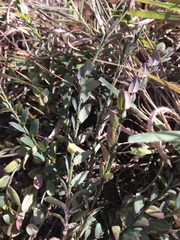 Phyllanthus parvulus