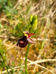 Ophrys bertolonii benacensis