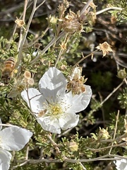 Apis mellifera
