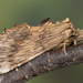 Pterostoma palpina - Photo (c) Nikolai Vladimirov,  זכויות יוצרים חלקיות (CC BY-NC), הועלה על ידי Nikolai Vladimirov