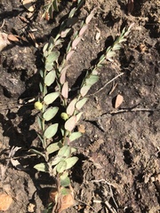 Phyllanthus parvulus