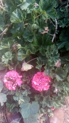 Pelargonium