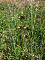 Ophrys bertolonii benacensis