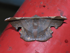 Fascellina chromataria
