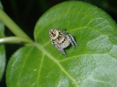 Carrhotus xanthogramma