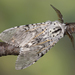 Puss Moth - Photo (c) Nikolai Vladimirov, some rights reserved (CC BY-NC), uploaded by Nikolai Vladimirov