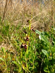 Ophrys bertolonii benacensis