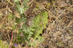 Tyrimnus leucographus