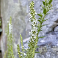 Anarrhinum duriminium