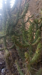 Austrocylindropuntia subulata