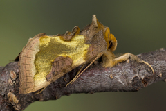 Diachrysia chrysitis