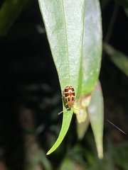 Exora olivacea