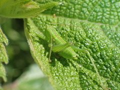 Tettigonia orientalis