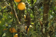 Dendrocolaptes platyrostris