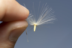 Tyrimnus leucographus