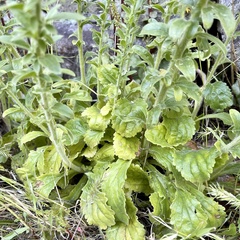 Anarrhinum duriminium