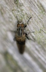 Brachyopa vacua