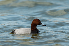 Aythya ferina