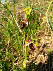 Ophrys bertolonii benacensis