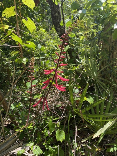 Erythrina image