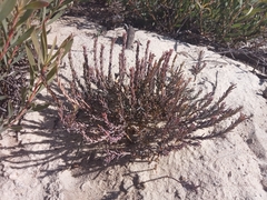 Osteospermum polygaloides