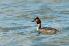 Podiceps cristatus