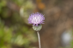 Tyrimnus leucographus