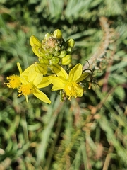 Bulbine asphodeloides
