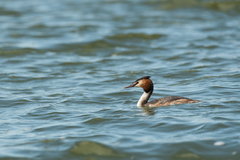 Podiceps cristatus