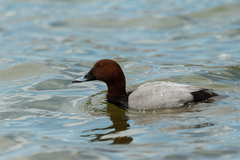 Aythya ferina