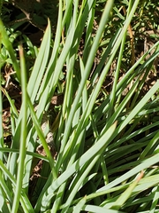 Bulbine asphodeloides