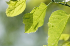 Pachypsylla celtidisasterisca