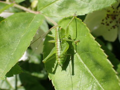 Tettigonia orientalis