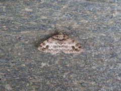 Paradarisa consonaria