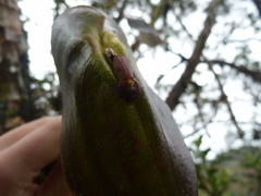 Pleurothallis cordata