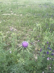 Silybum marianum