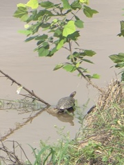 Trachemys scripta elegans