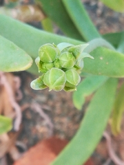 Cotyledon barbeyi