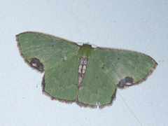 Comibaena procumbaria