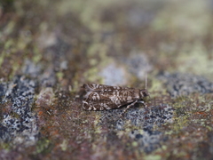 Epinotia tedella