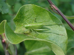 Tettigonia orientalis