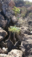 Aeonium urbicum