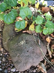 Gerrardanthus macrorhizus