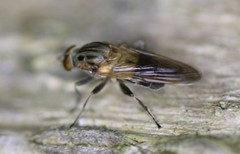 Brachyopa vacua